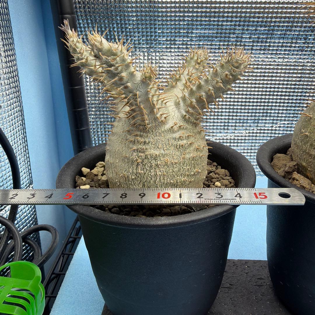 パキポディウムグラキリス5 実生7年目 受粉セット