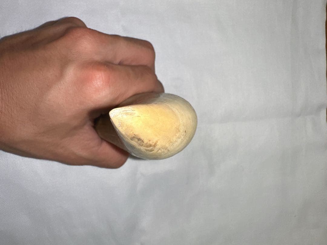 マッコウクジラ　牙　鯨の牙