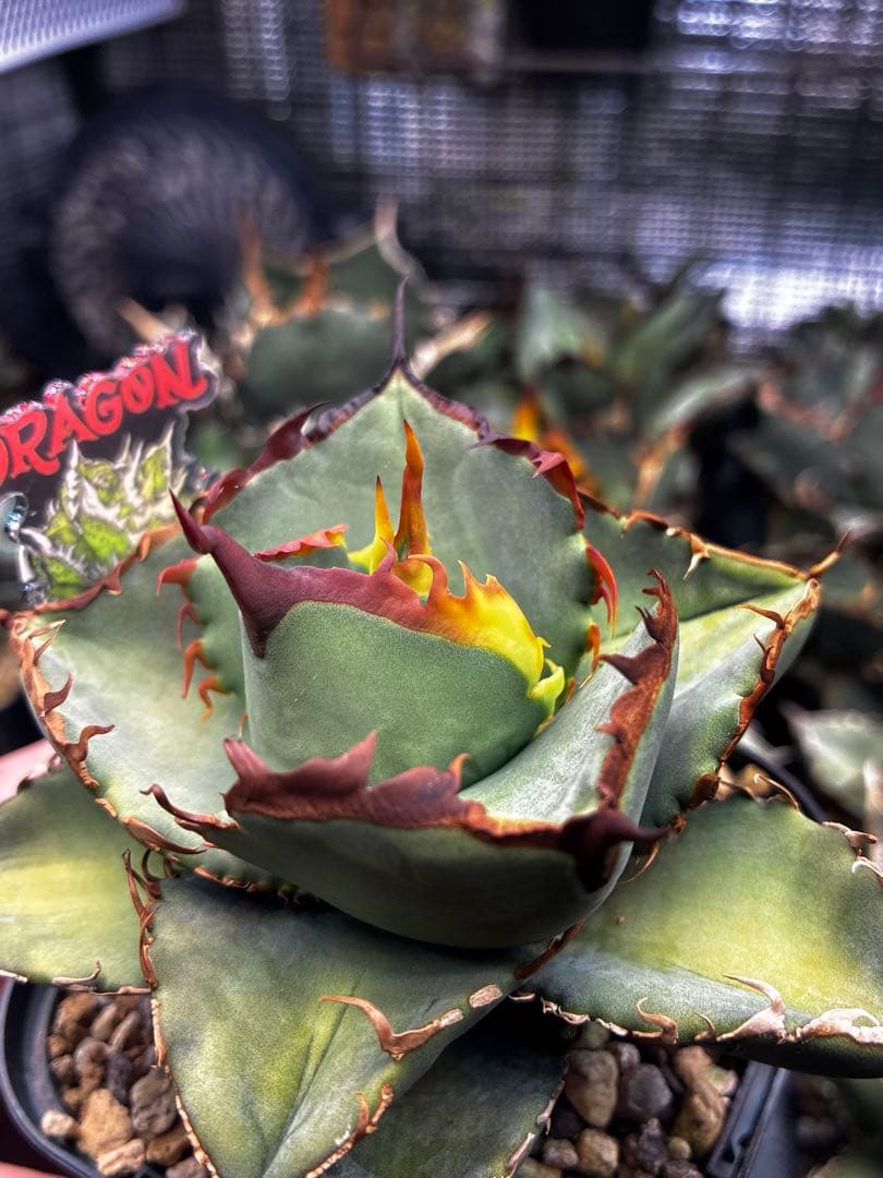 【DRAGON AGAVE産】AGAVE TITANOTA 火鳳凰 OC株