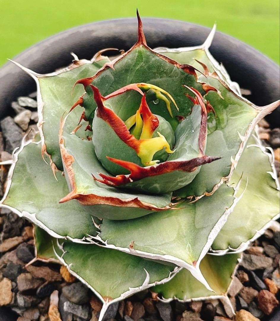 【DRAGON AGAVE産】AGAVE TITANOTA 火鳳凰 OC株