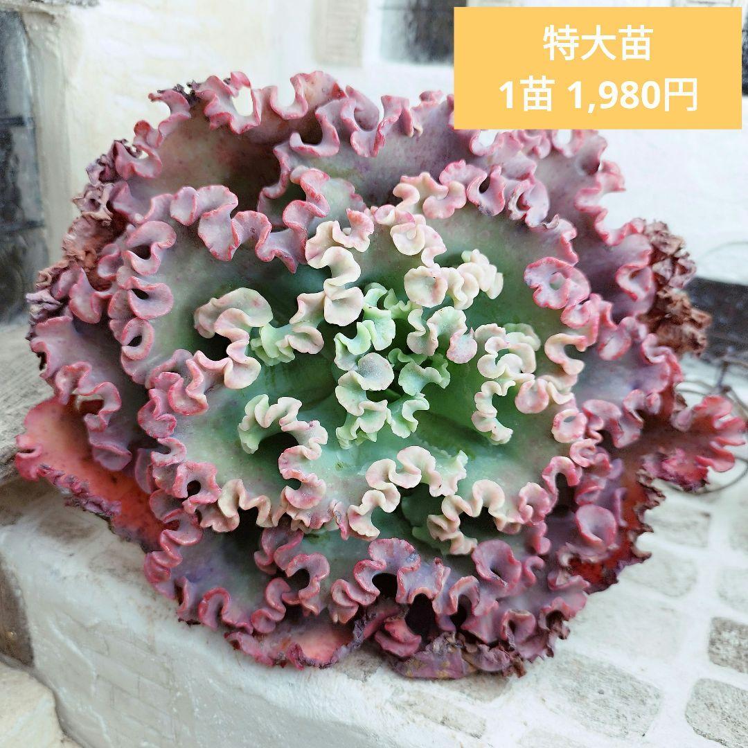 よっしー様 リクエスト 10点 まとめ商品