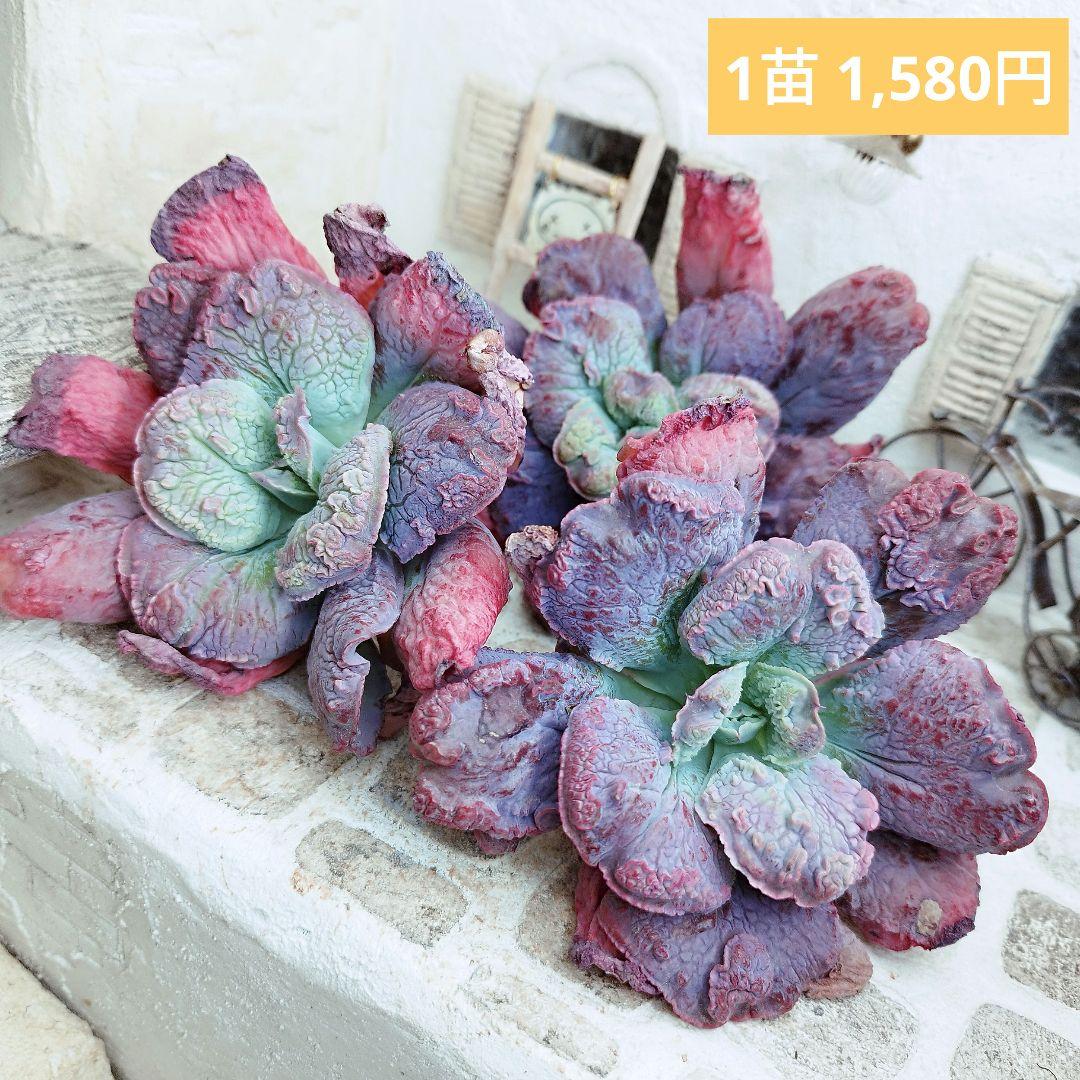 よっしー様 リクエスト 10点 まとめ商品