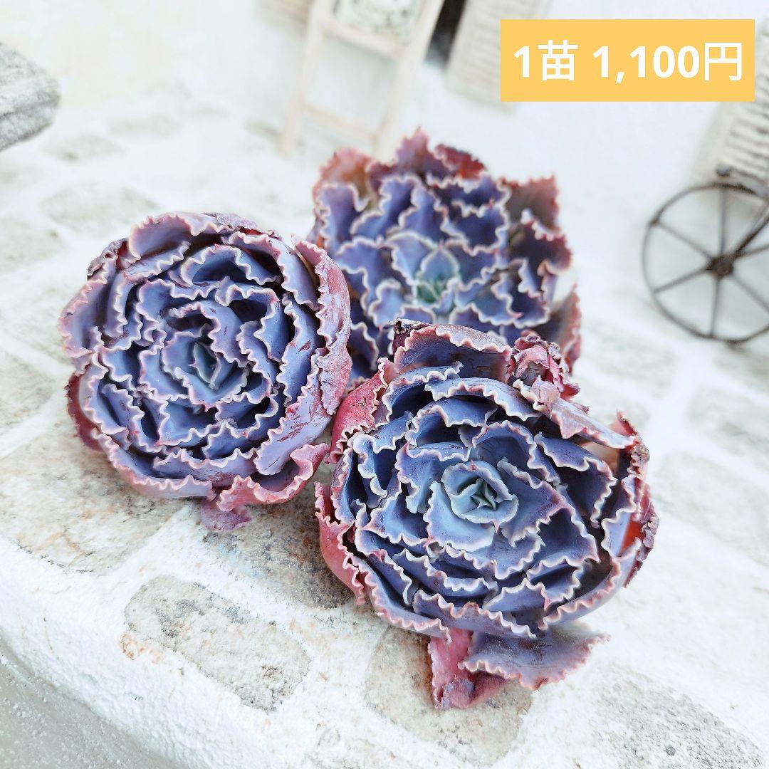 よっしー様 リクエスト 10点 まとめ商品