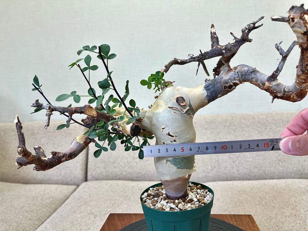 コミフォラ ピュアカタフ ソマリア産 コレクション 枝捻れ