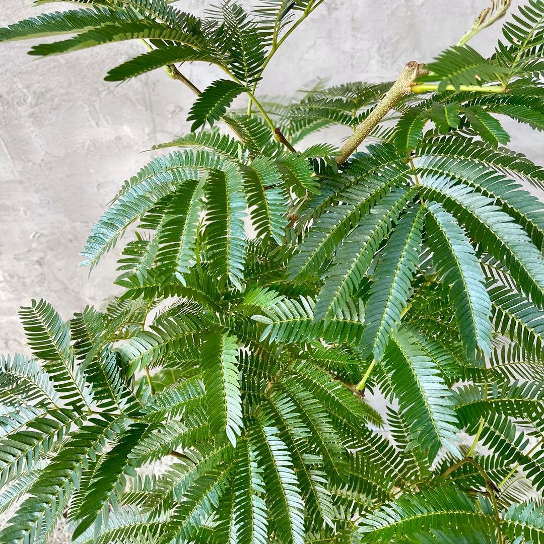 美形　大型　幹極太　エバーフレッシュ　朴仕立て　陶器鉢　植え込み発送