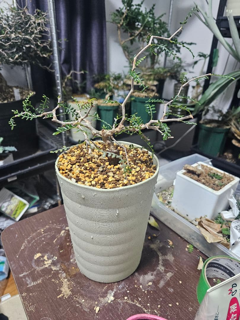 オペルクリカリア パキプス