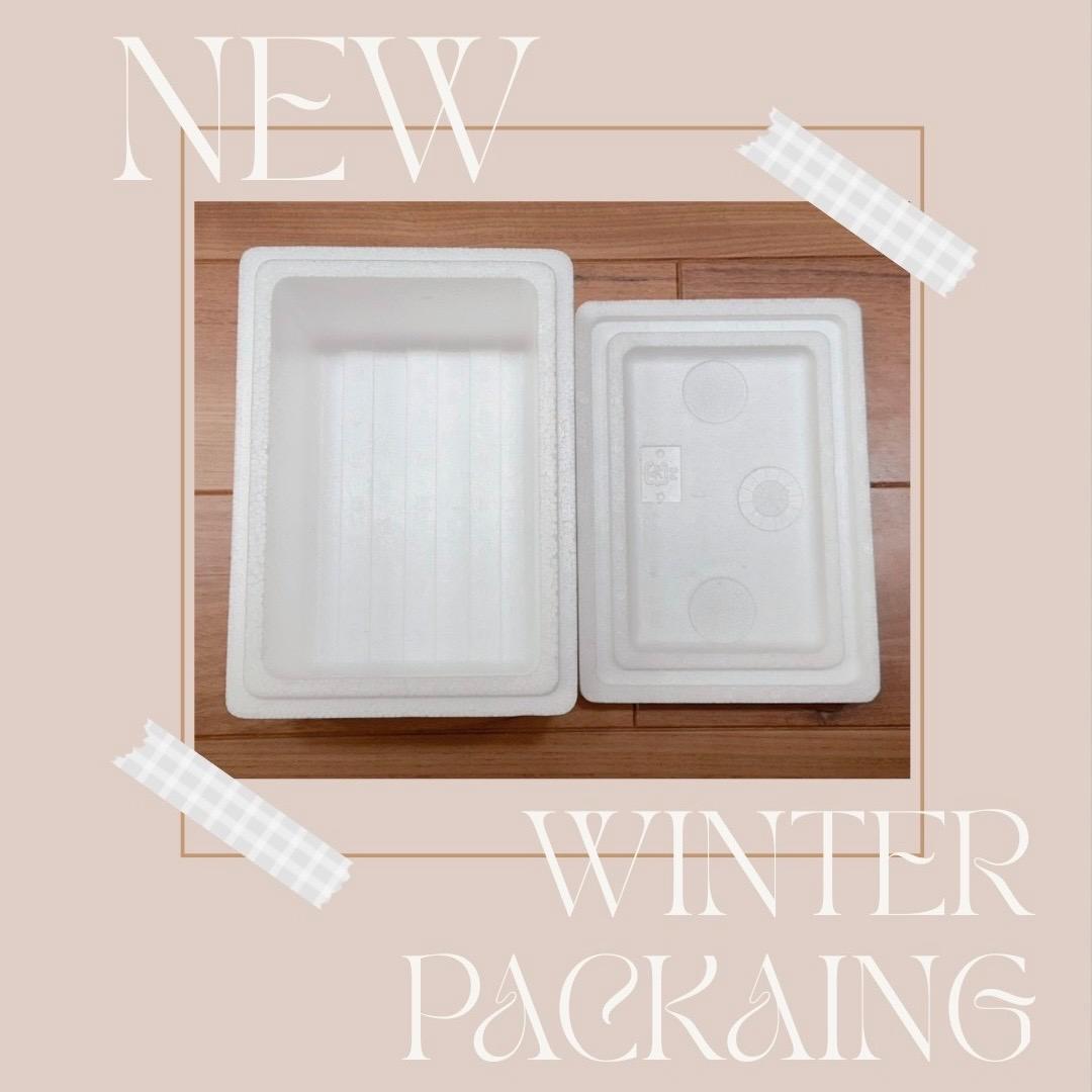 P. willinckii ’Jenny’ TC 3413