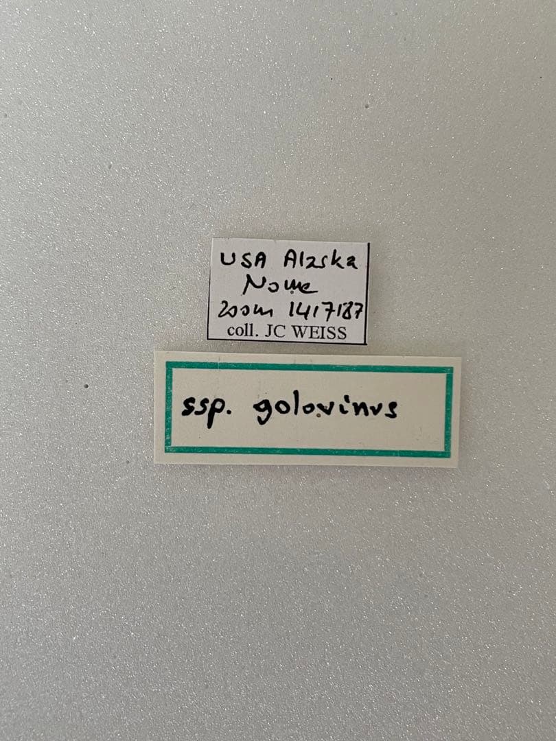 【珍品1ペア】パルナシウス/P.Phoebus golobinus（アラスカ産）