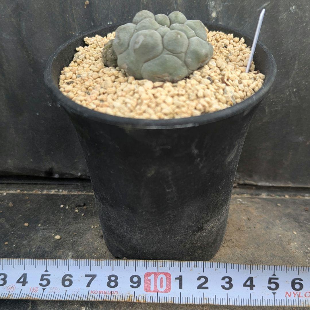 レアサボテンコレクション・ロフォフォラ属・大疣翠冠玉inわけけのお店