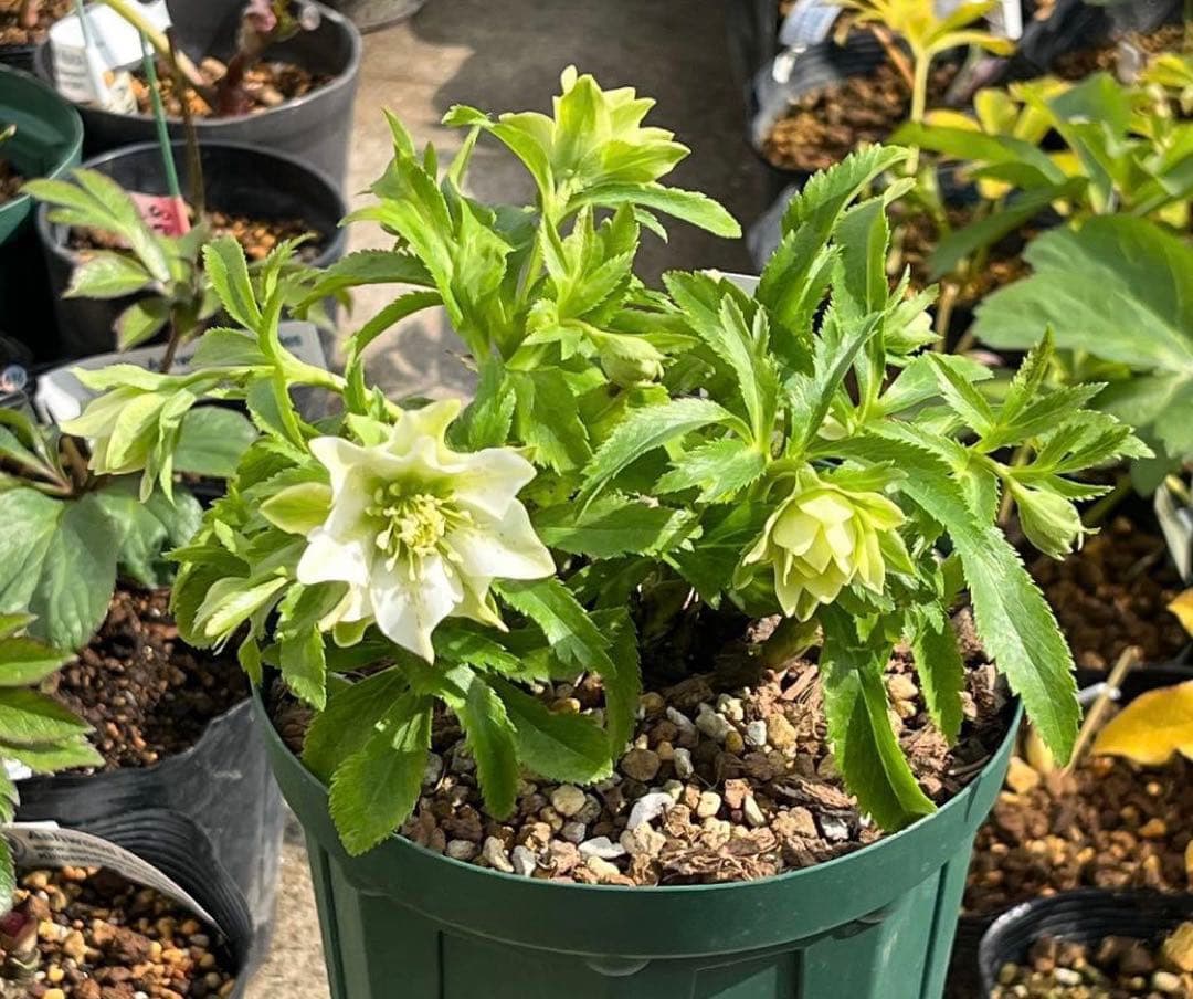 も*子様 ☘️蕾付き☘️NEW☘️レア☘️3395⭐️マイクロヒデコート⭐️小輪