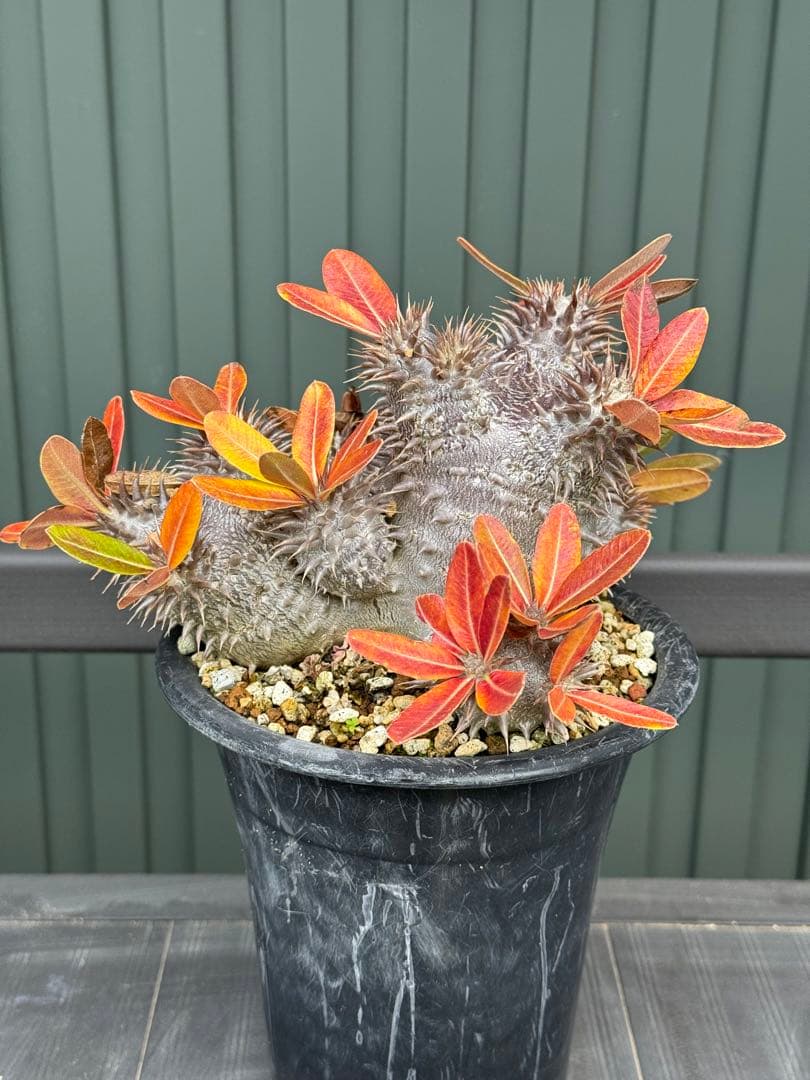 パキポディウム　デンシフローラム　実生