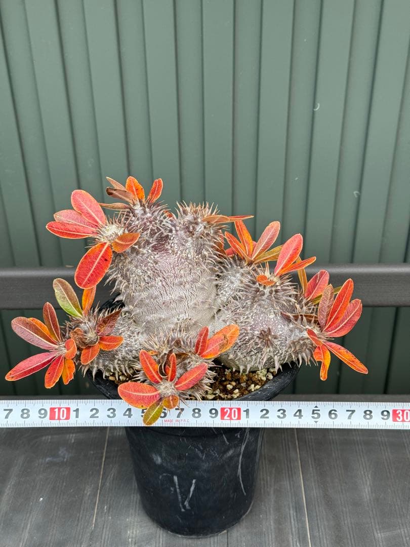 パキポディウム　デンシフローラム　実生