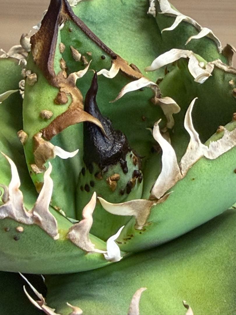 アガベ　チタノタ　冰雹