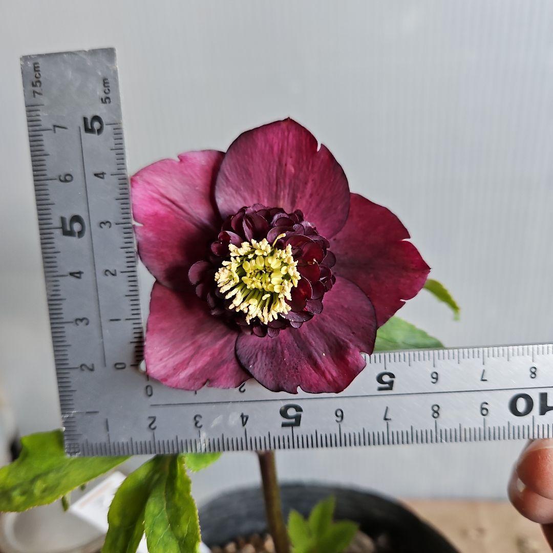 ㉖-352クリスマスローズ