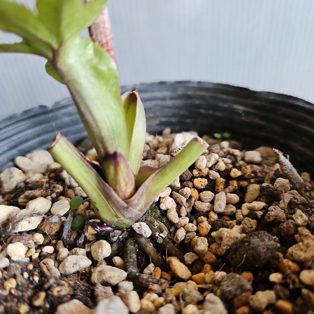 ㉖-352クリスマスローズ