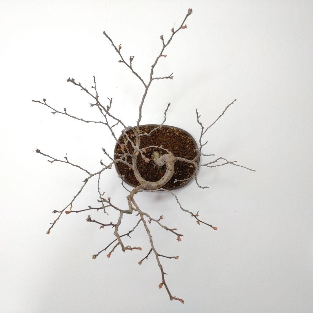 寒樹姫沙羅（ヒメシャラ）盆栽 SS023