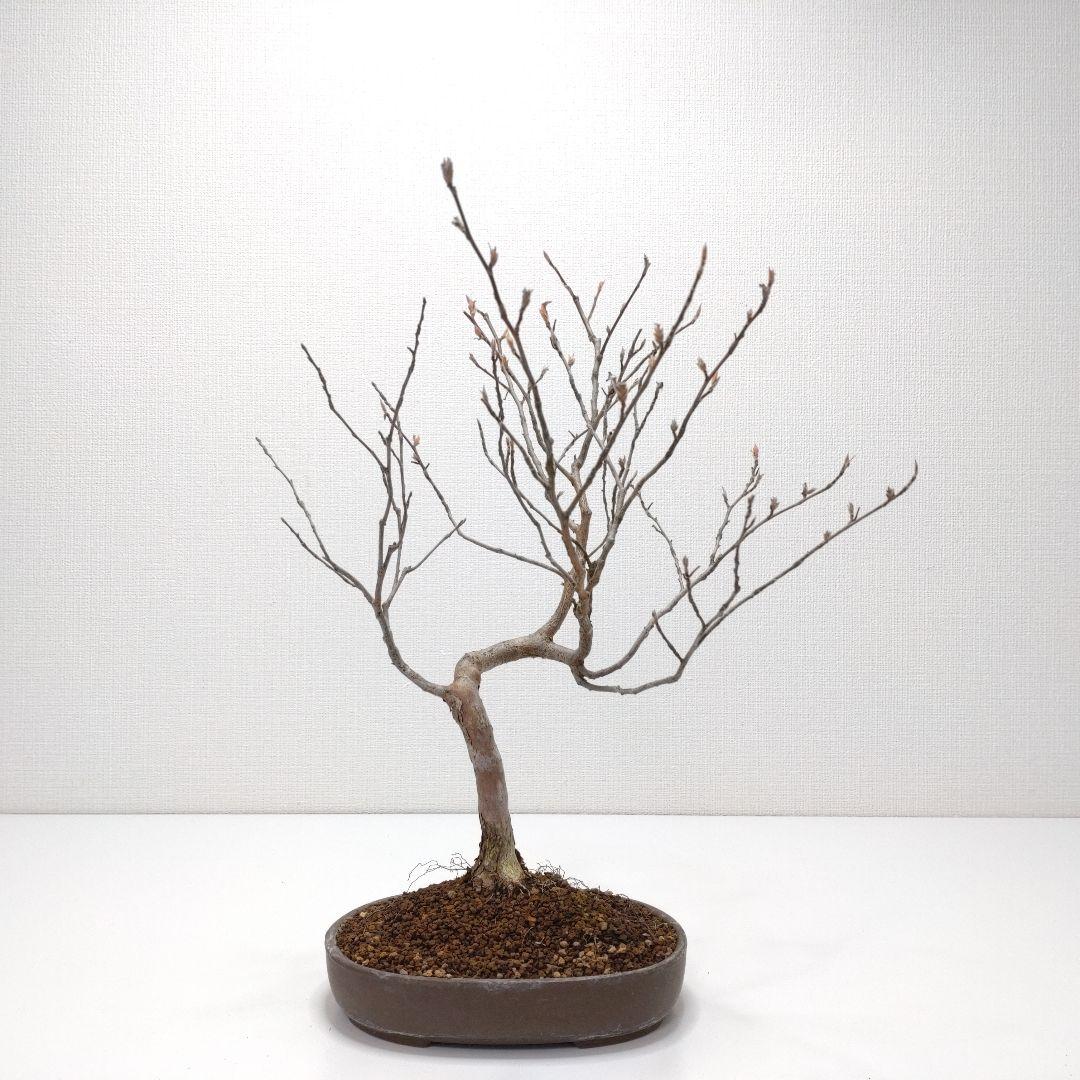 寒樹姫沙羅（ヒメシャラ）盆栽 SS023