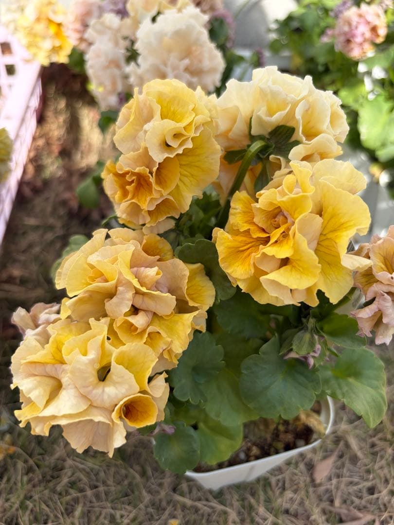 アントワネットとロココ　合計20個