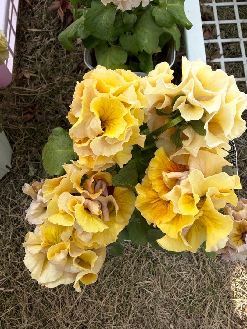 アントワネットとロココ　合計20個