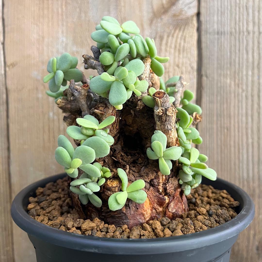 G ケラリアピグマエア 極太 塊根 発根済み現地球