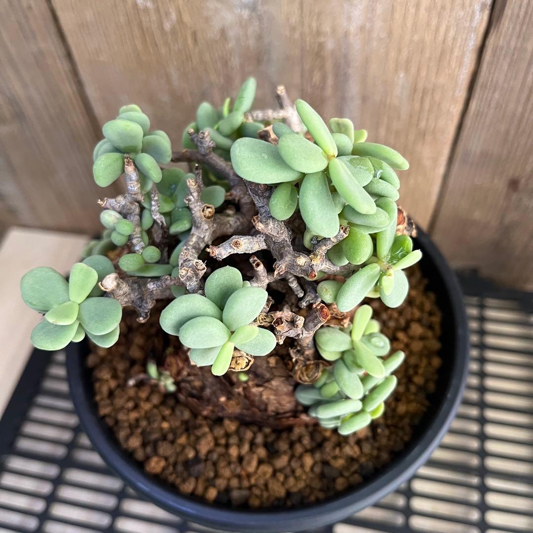 G ケラリアピグマエア 極太 塊根 発根済み現地球