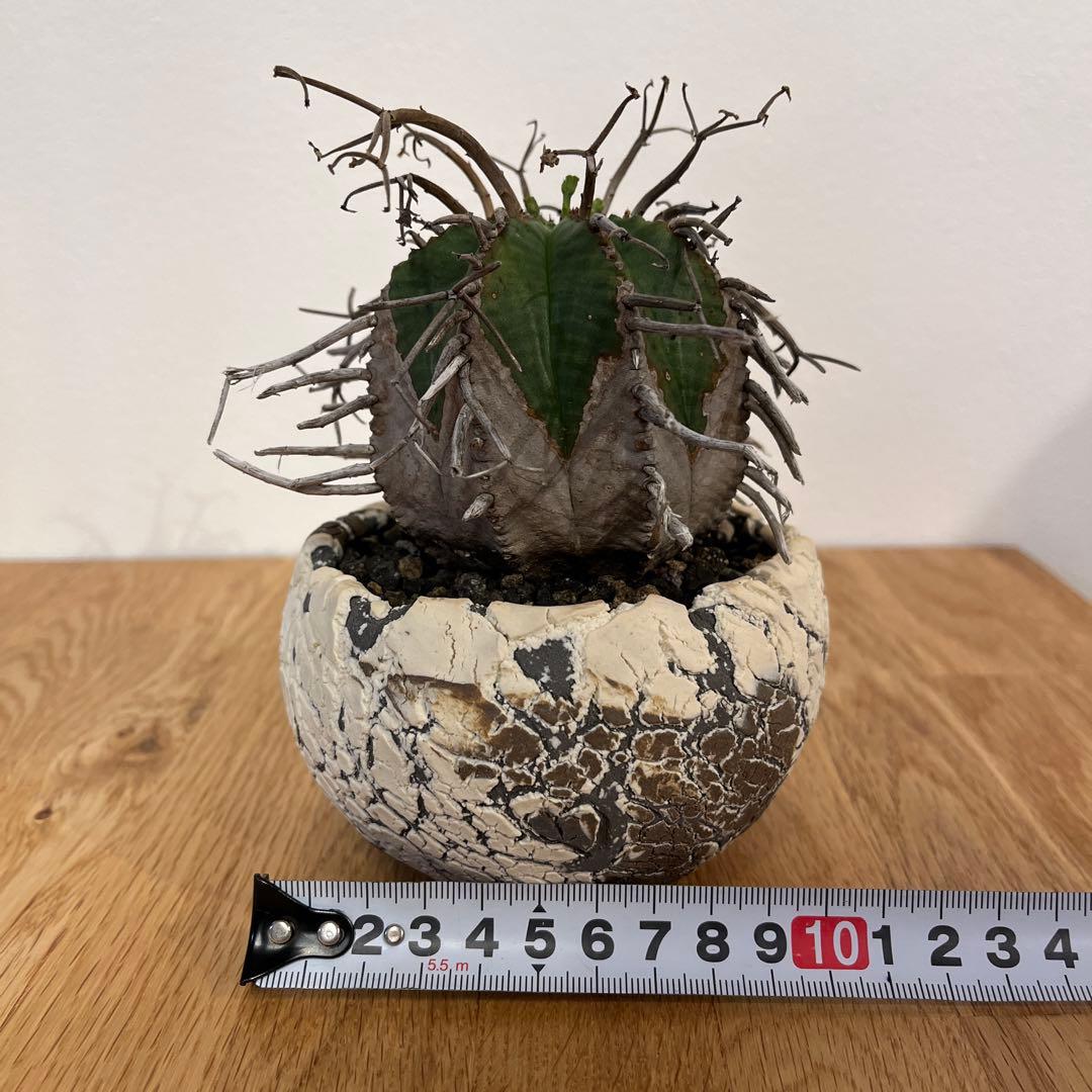 ユーフォルビア　バリダ　【スーパーバリダ】　有名店の株