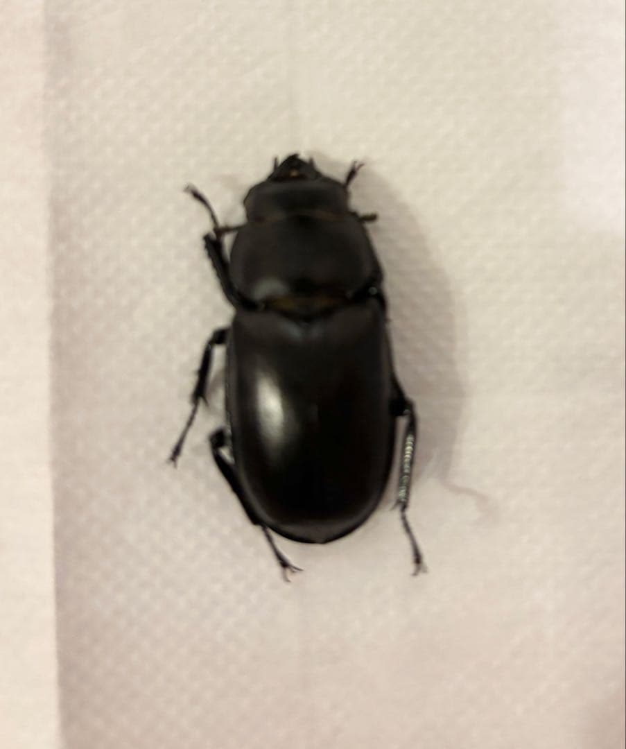 ウエストウッディ　原名亜種　ウエストカメン産　標本 メス ワイルド44ミリ