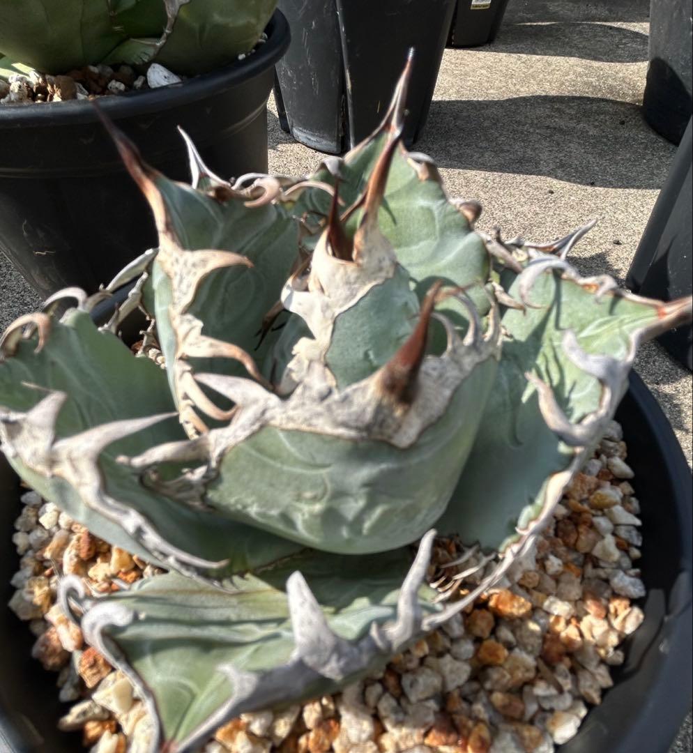 アガベ oaxaca oteroi 青葉 短葉 オアハカ オテロイ