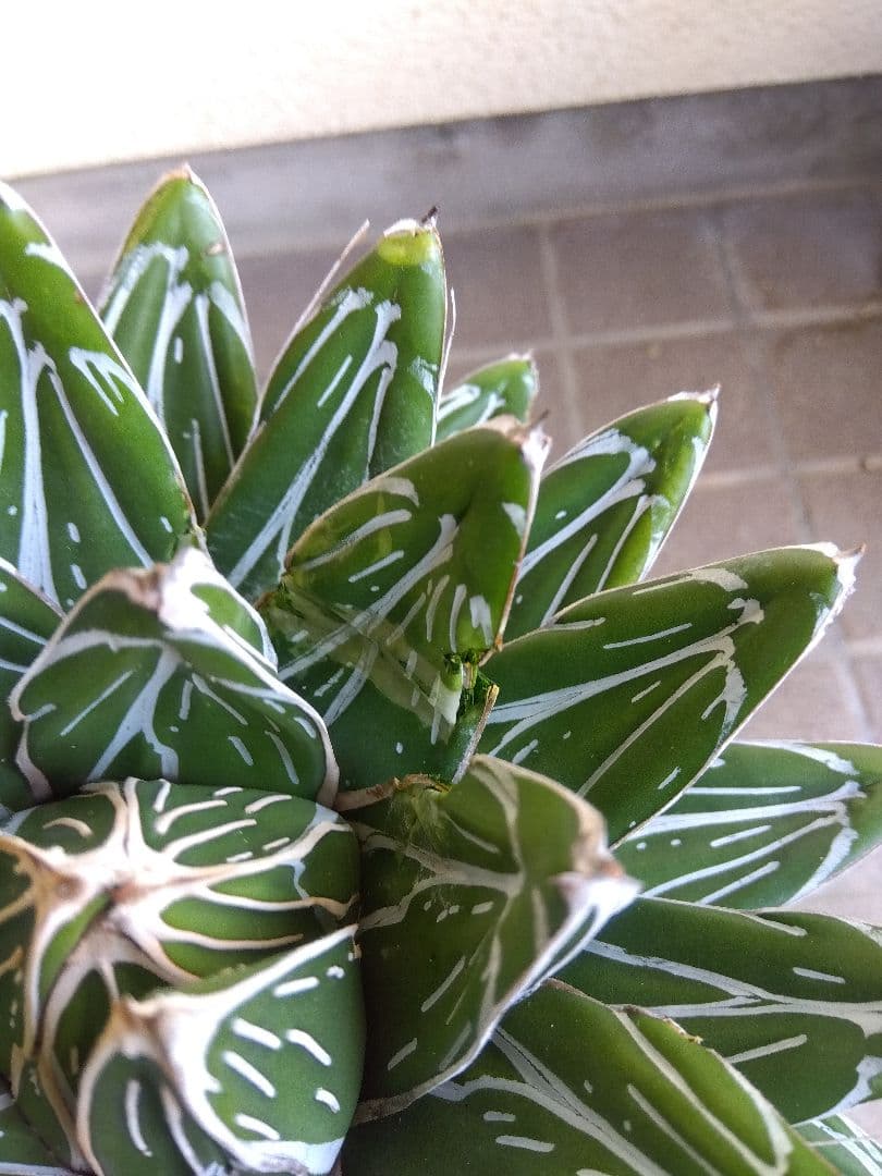 アガベ　笹の雪　23センチ　特選株