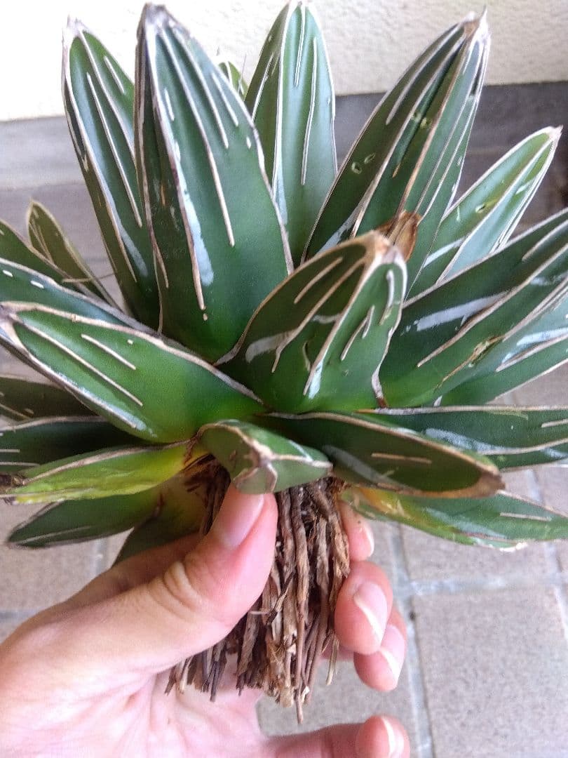 アガベ　笹の雪　23センチ　特選株