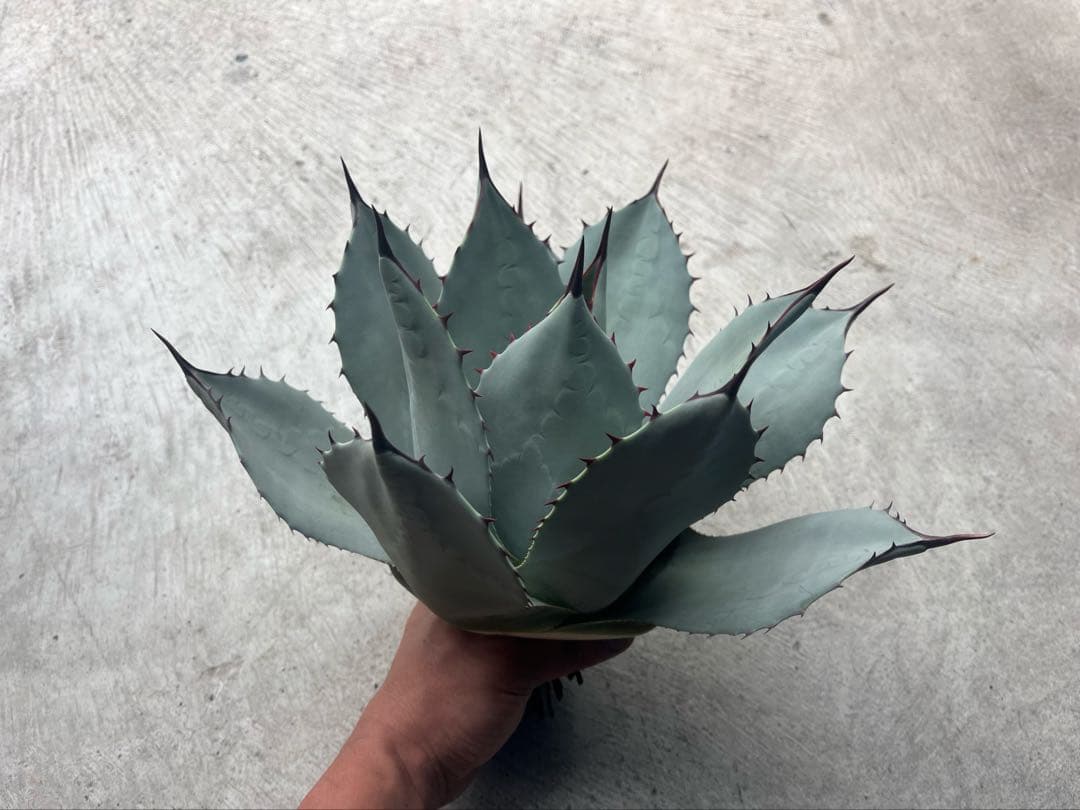 パリー 吉祥天 大株 アガベ 直径30cm ホーチエンシス トランカータ