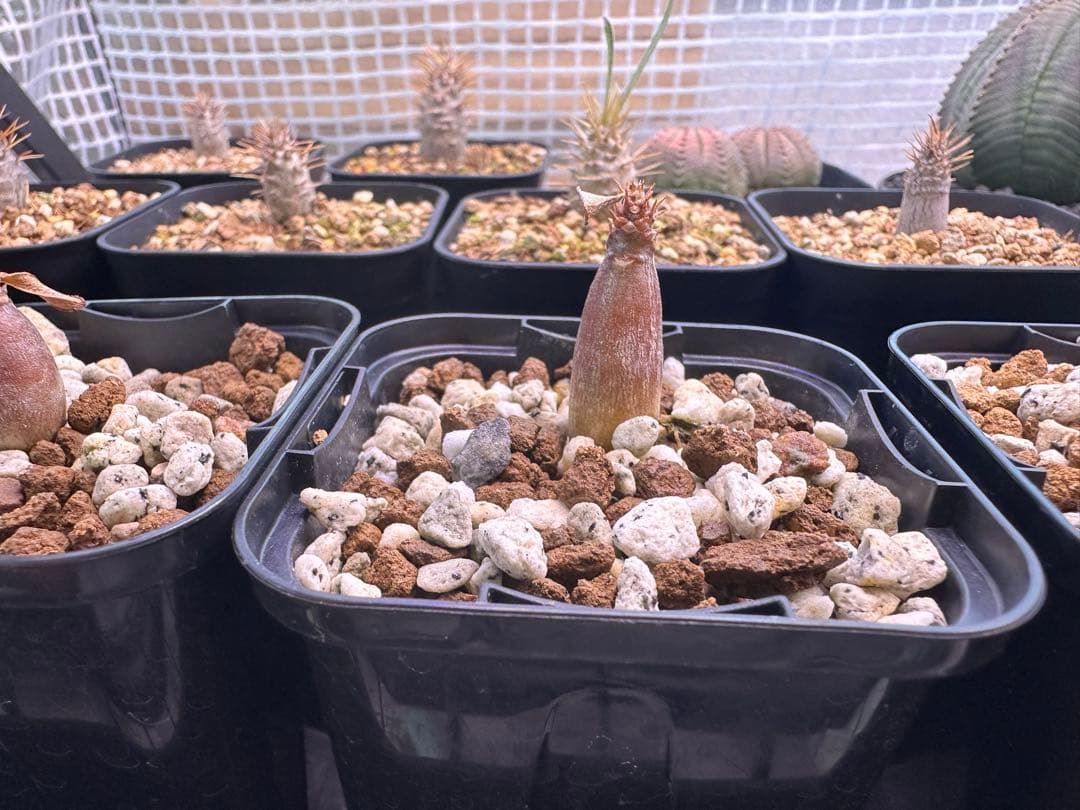 パキポディウム　ウィンゾリー　4株