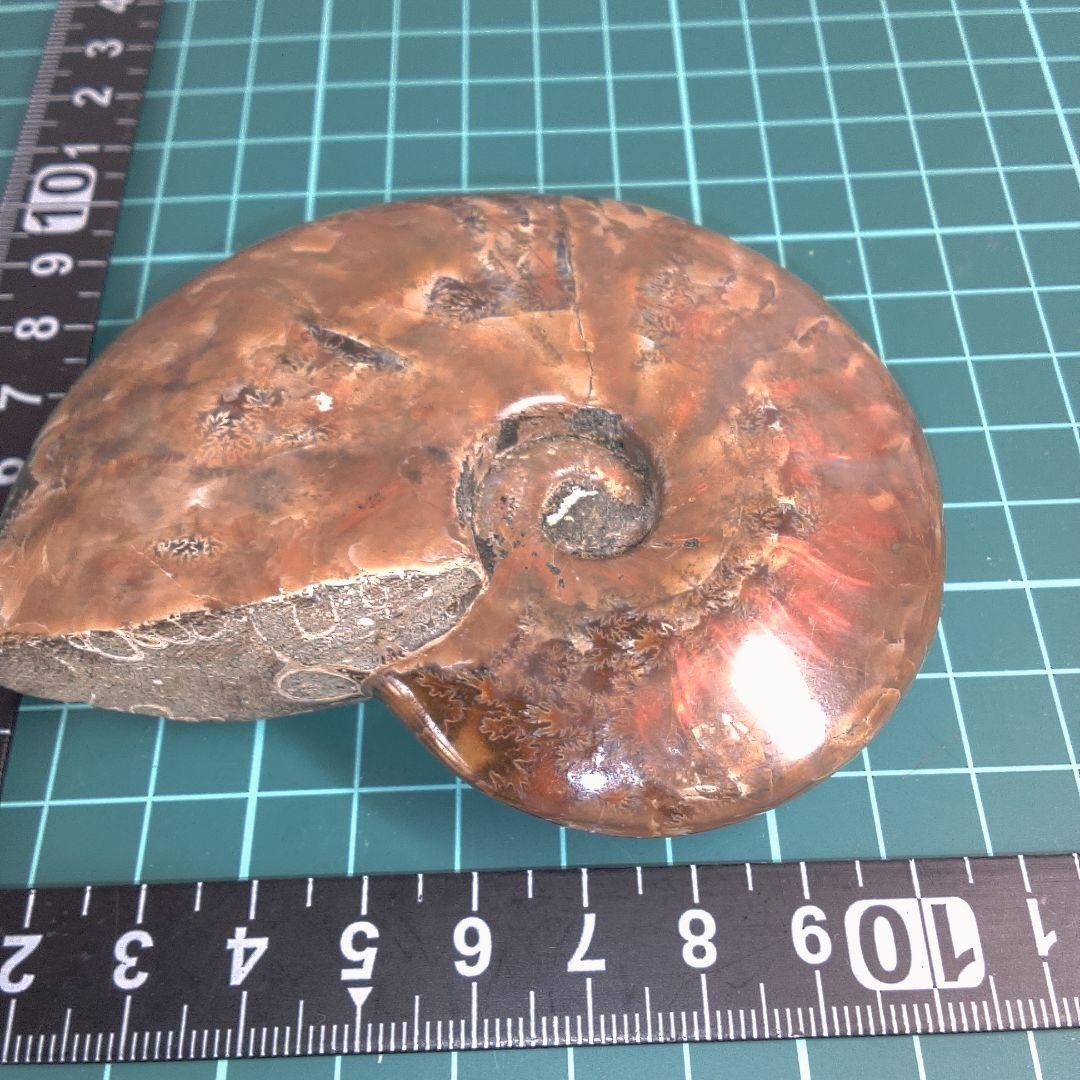 小物１ アンモナイト化石 光沢あり