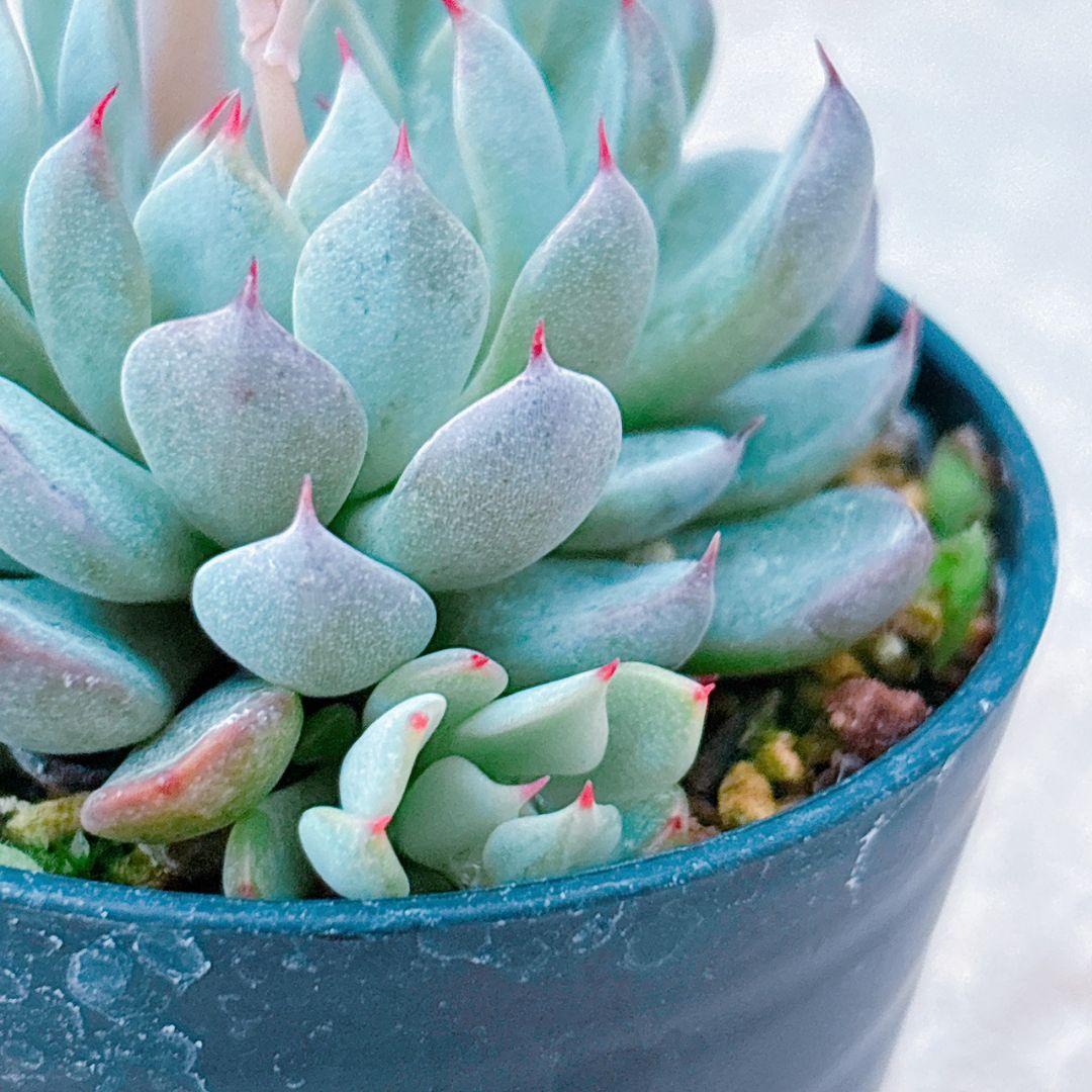 ザラゴーサSPノバ