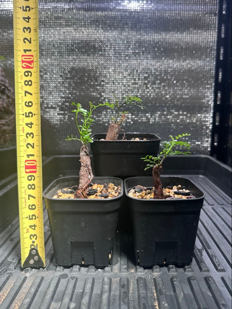 オペルクリカリア　パキプス　根差し　3株セット