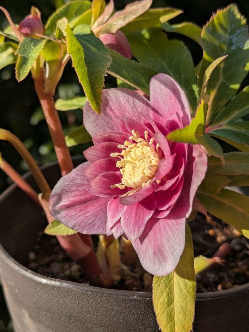 【広瀬園芸】クリスマスローズ ソレイユ系dd 蕾複数有