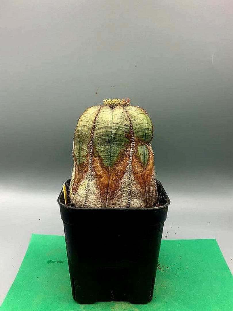 《3号WY》ユーフォルビア　オールド　オベサ　雌株