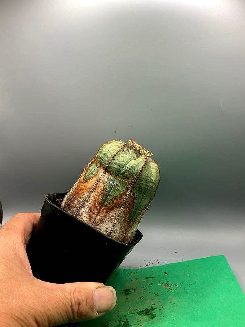 《3号WY》ユーフォルビア　オールド　オベサ　雌株