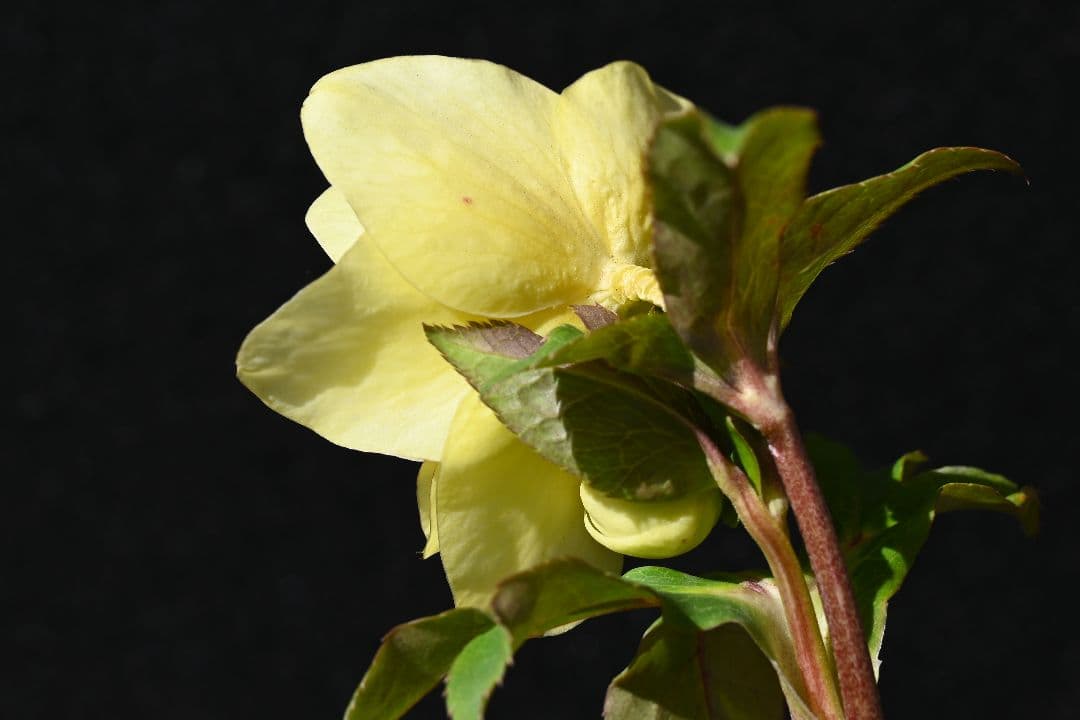 クリスマスローズ　認定かぐや姫　加藤農園