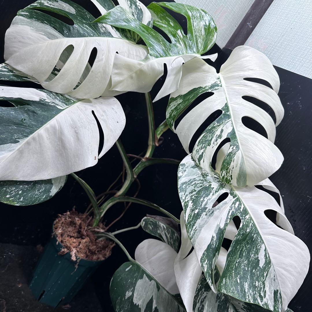 c*f様 斑入りモンステラ ホワイトタイガー極美大株73cm白斑多