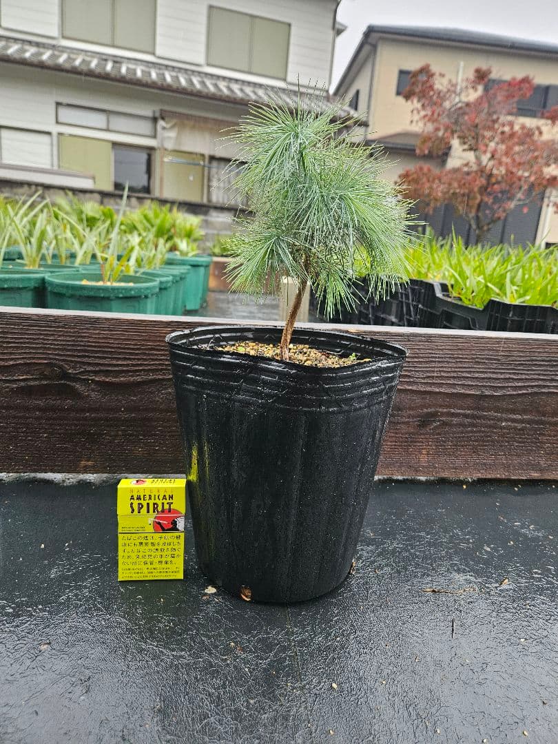 マルチネス　ピニョンマツ