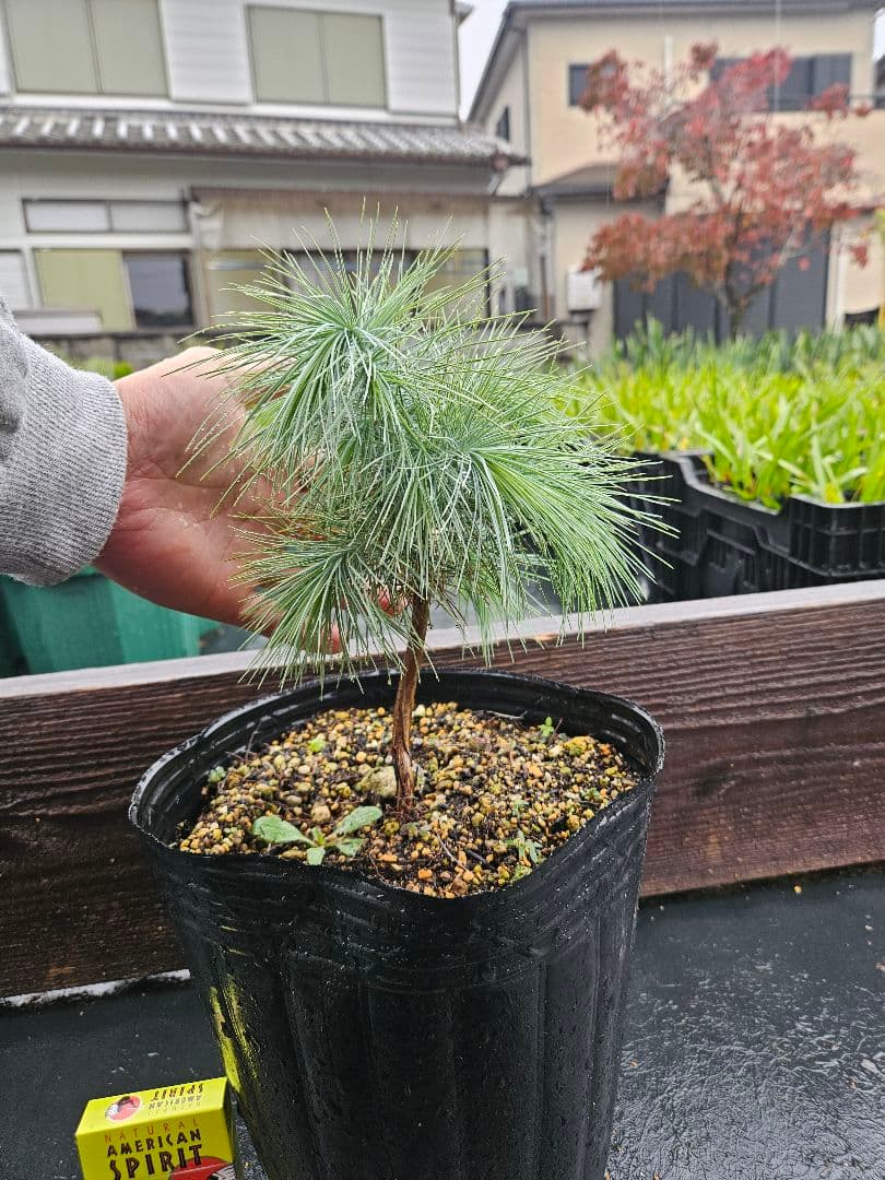 マルチネス　ピニョンマツ