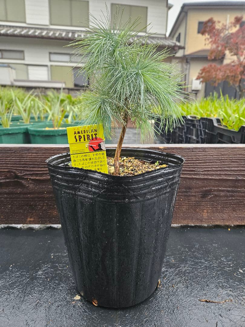 マルチネス　ピニョンマツ