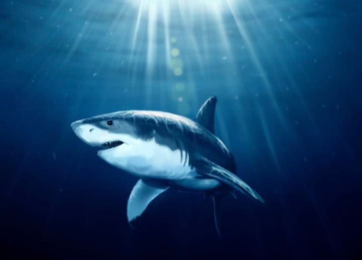 ✯ 極レア 高級 Baccarat サメ 魚 シャーク オブジェ 置物 ペット✯