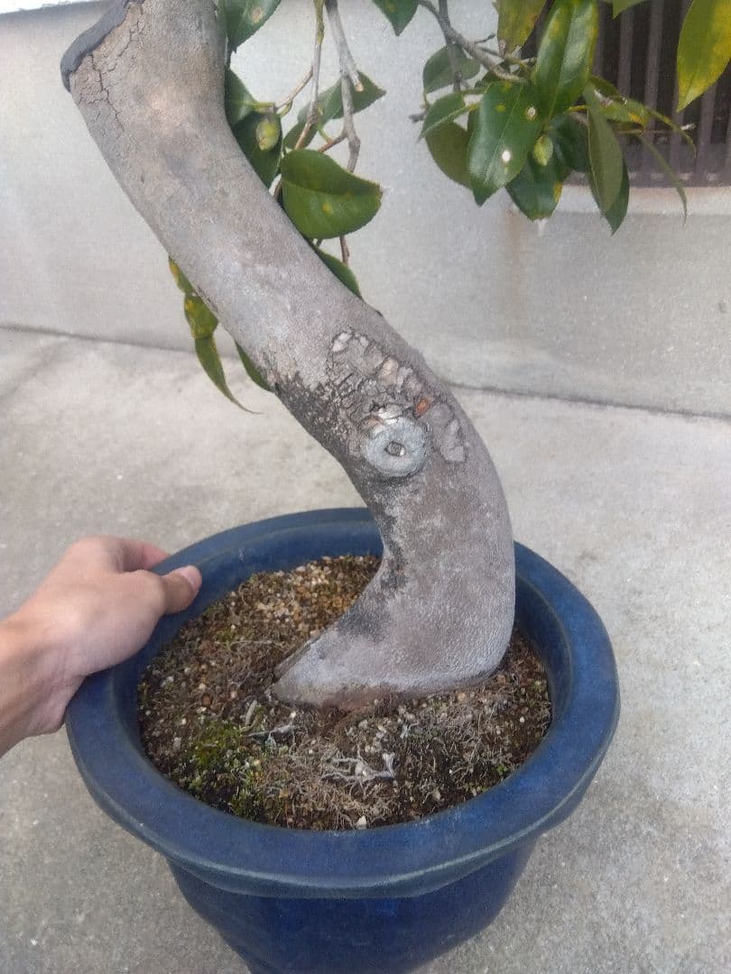 椿　ツバキ　盆栽　9号陶器鉢つき　極太❗