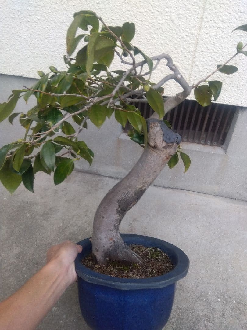 椿　ツバキ　盆栽　9号陶器鉢つき　極太❗
