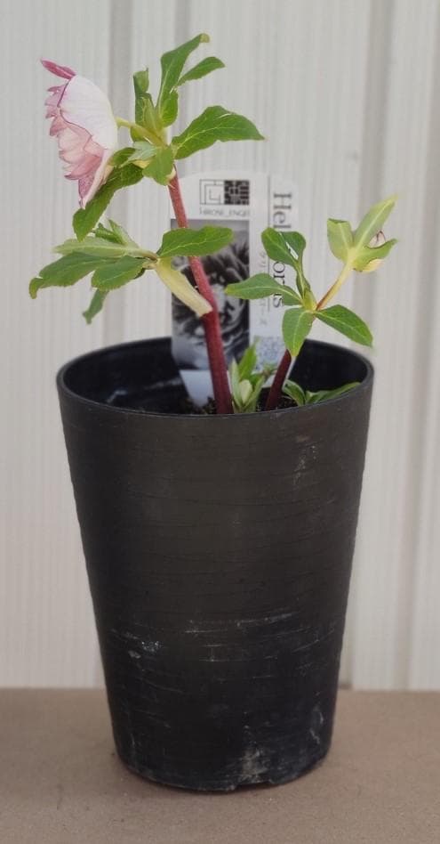 クリスマスローズ　広瀬園芸　やや多弁ピンクパープルグラデーションオーレア