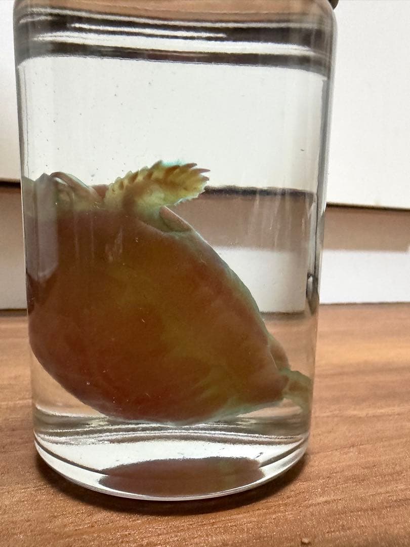 お*！様 透明標本　4個セット