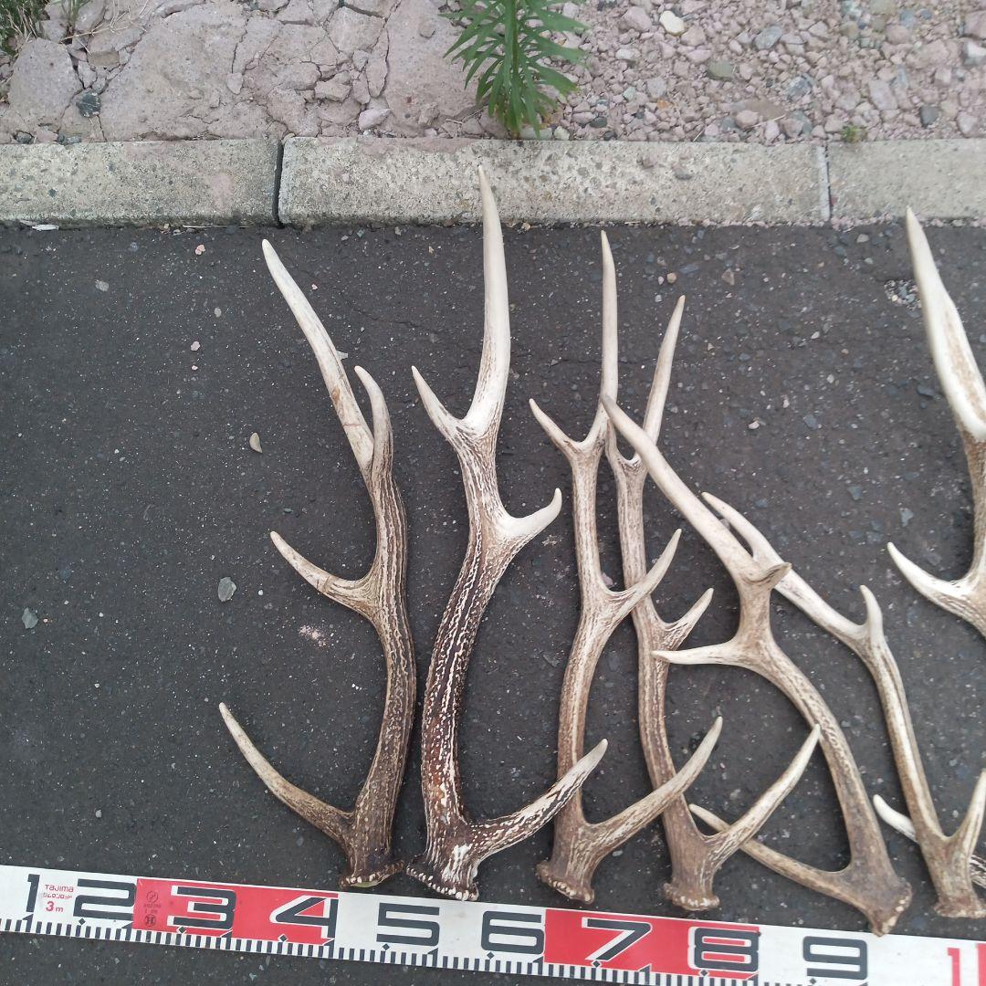 S*i様 天然蝦夷鹿の角 犬用おもちゃ　工芸品などに　 複数サイズ　　２２番