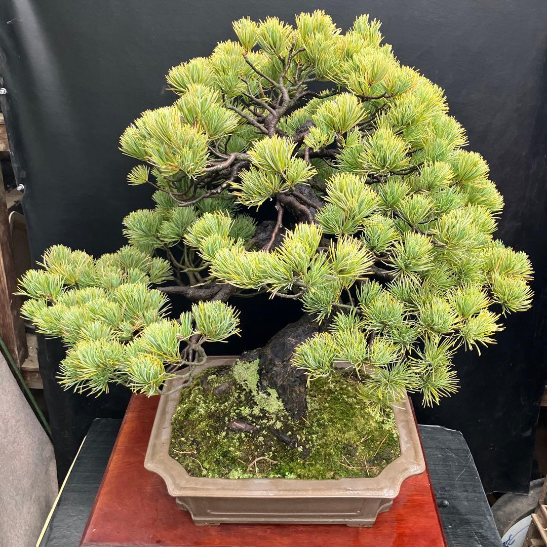 五葉松 盆栽